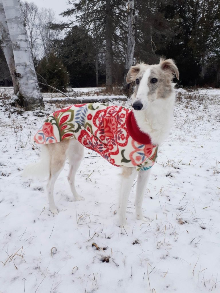 Hündin Imogen im Schnee im Wald mit buntem Hundemantel