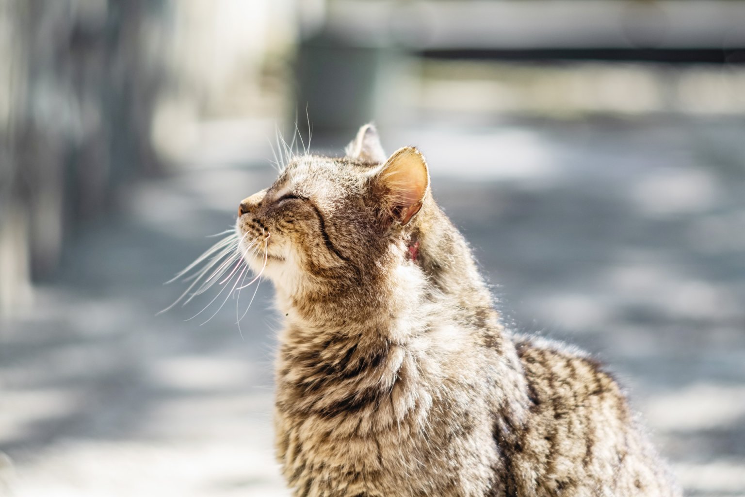 Getigerte Katze mit Demenz schließt ihre Augen und genießt die Sonne.