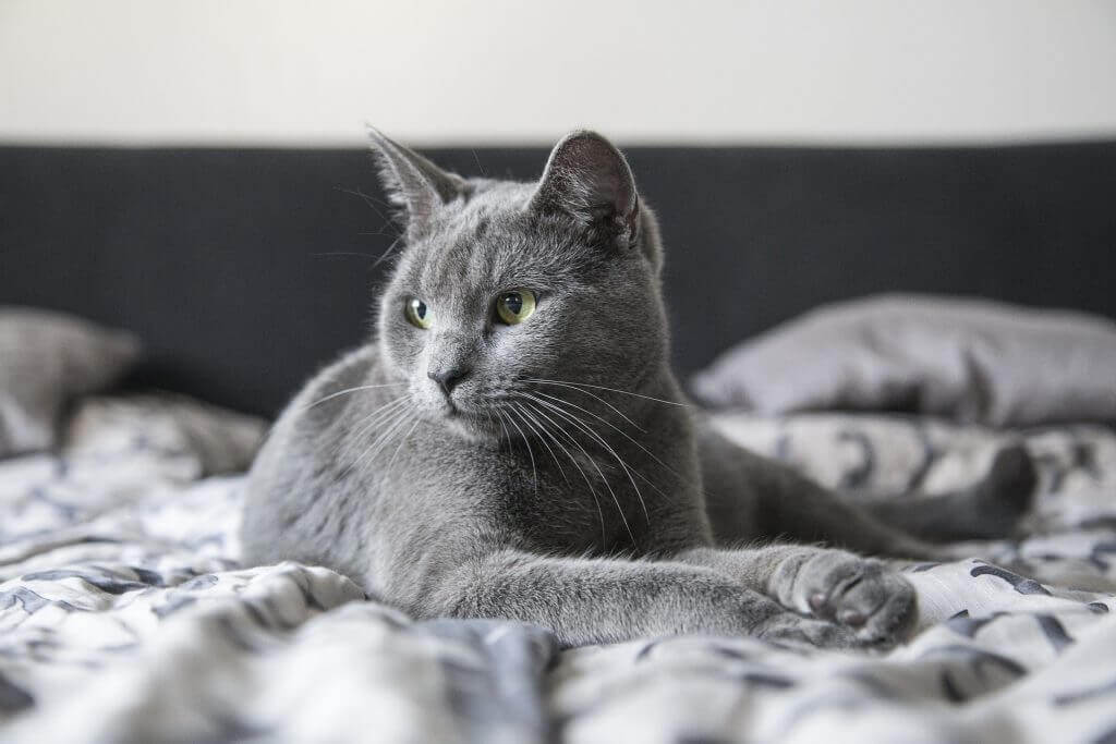 Graue Katze liegt auf Bett und frisst nicht