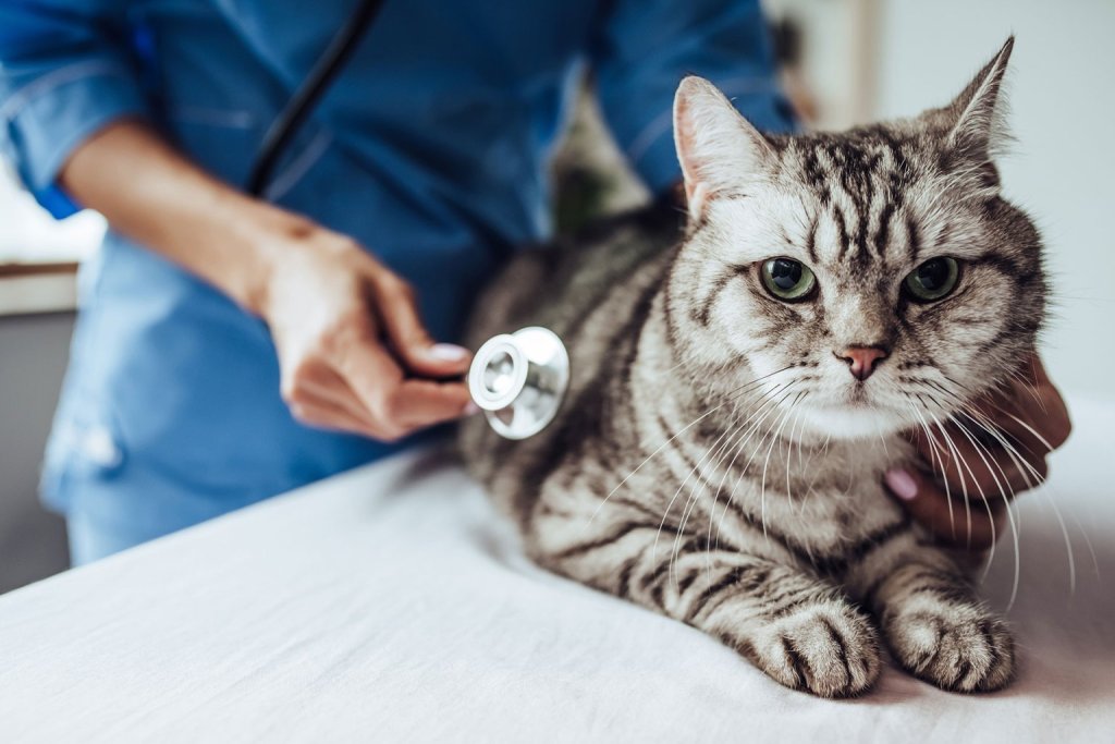 Getigerte Katze in der Tierarztpraxis wird mit Stethoskop abgehört