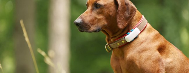 dog with Tractive GPS tracker