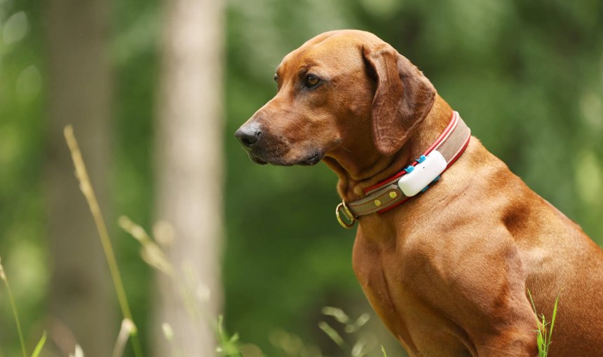 dog with Tractive GPS tracker