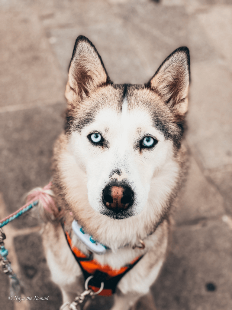 husky dog with blue eyes sitting on sidewalk close up