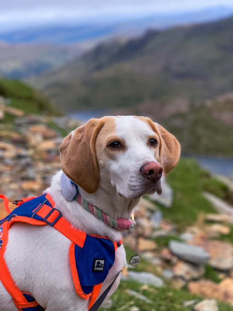 primer plano de un perro en la montaña con un collar, un arnés y un localizador Tractive GPS