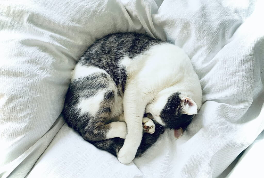 un gatto dorme acciambellato su un letto
