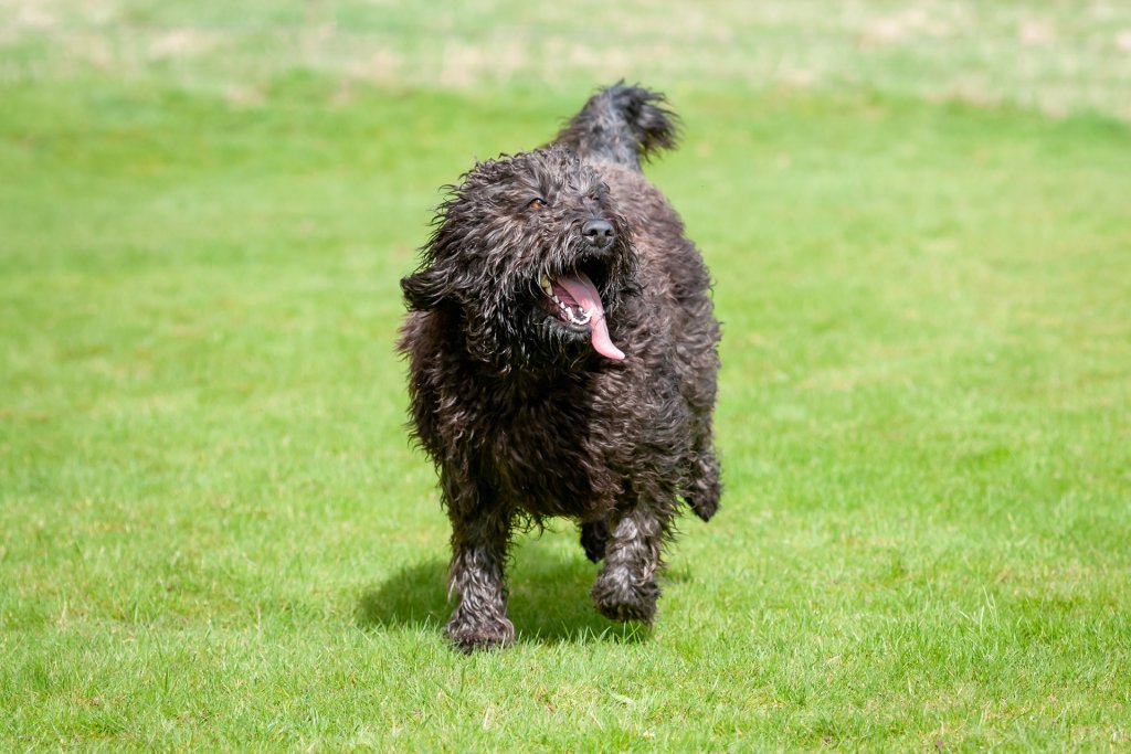 chien barbet courant sur une pelouse