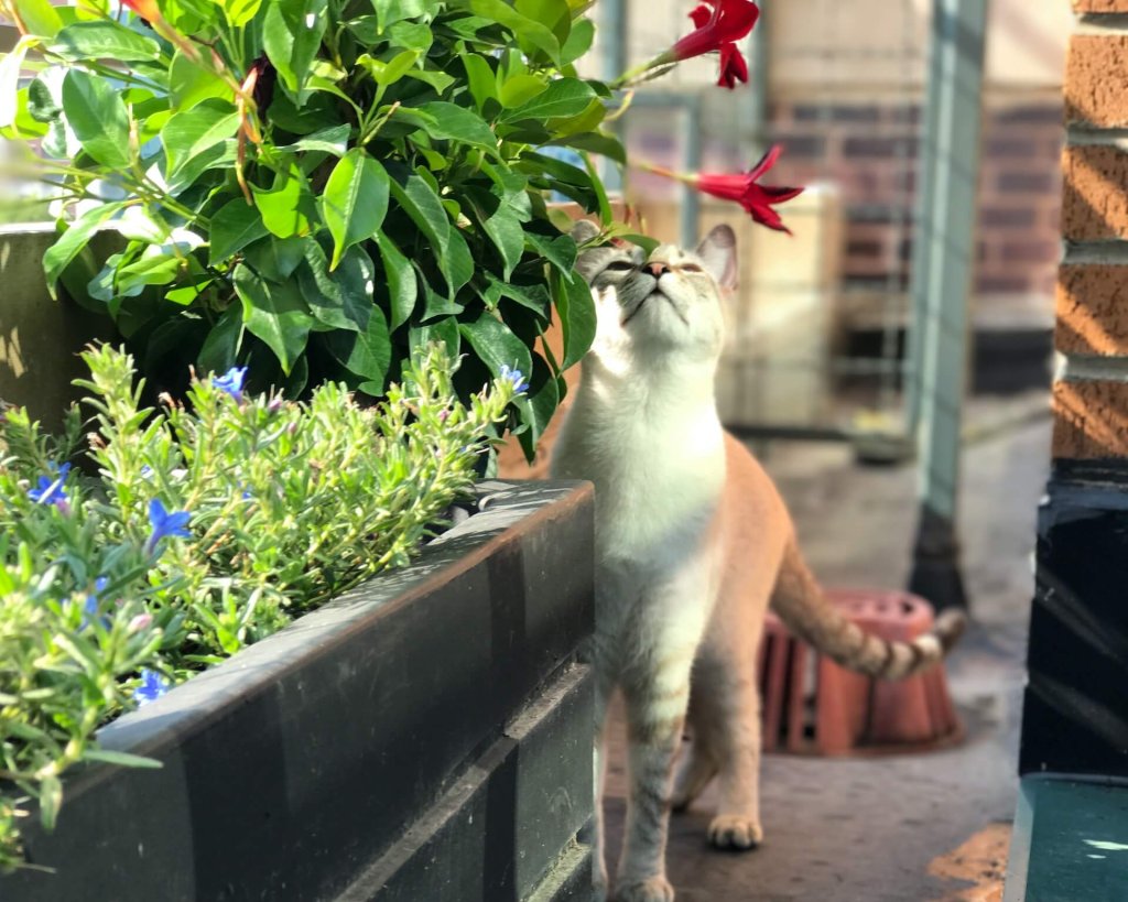 Katze neben einem Blumenbeet