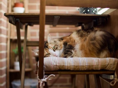 Katze liegt auf einem Stuhl auf einem Balkon