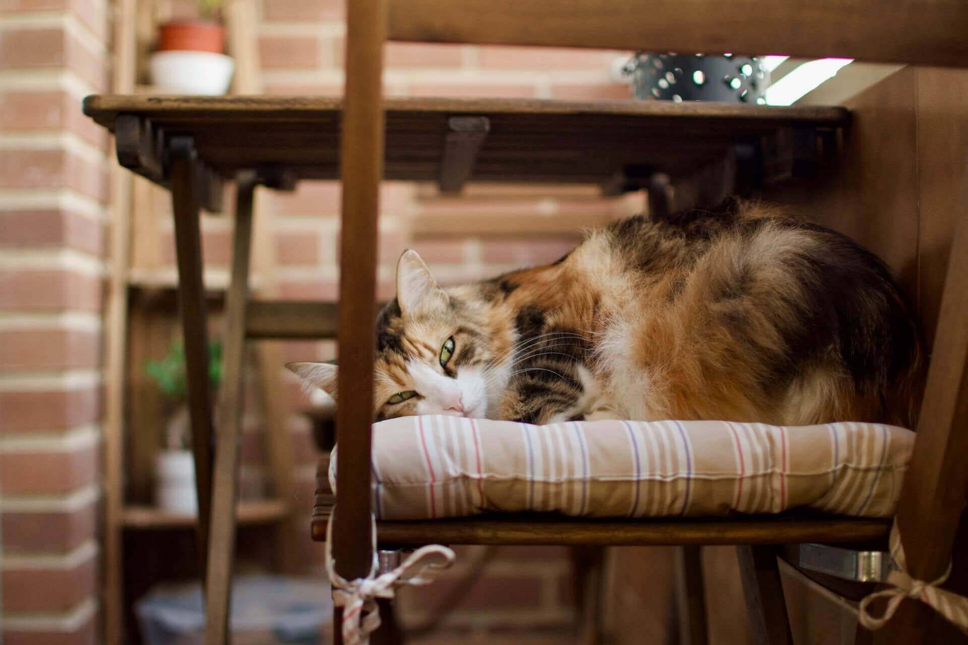 Katze liegt auf einem Stuhl auf einem Balkon