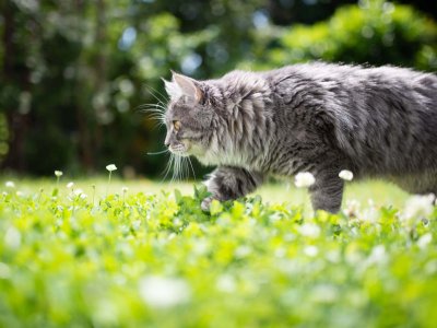 chat gris se promenant dans un jardin au soleil