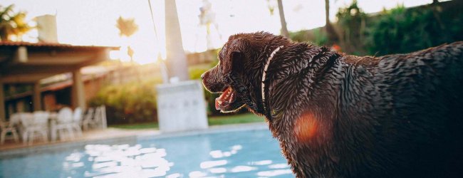 chien d'eau mouillé debout au bord d'une piscine