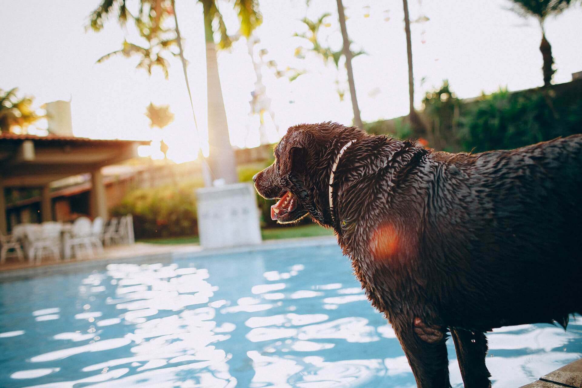 chien d'eau mouillé debout au bord d'une piscine