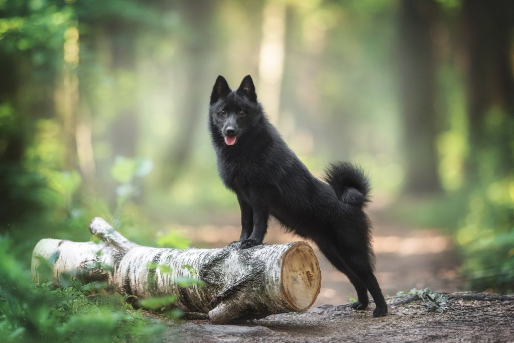 chien schipperke debout sur un tronc d'arbre en forêt
