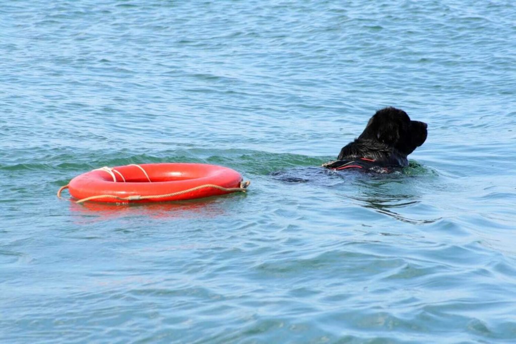 chien terre-neuve qui nage dans l'eau avec une bouée