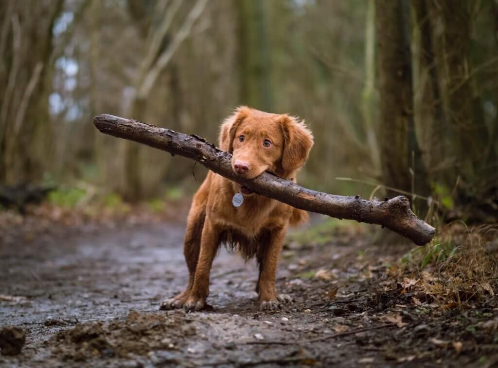 brown dog carrying a large stick in mouth on a muddy forest path
