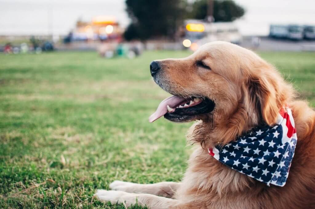 Hund mit Halstuch mit USA-Flagge sitzt hechelnd auf der Wiese