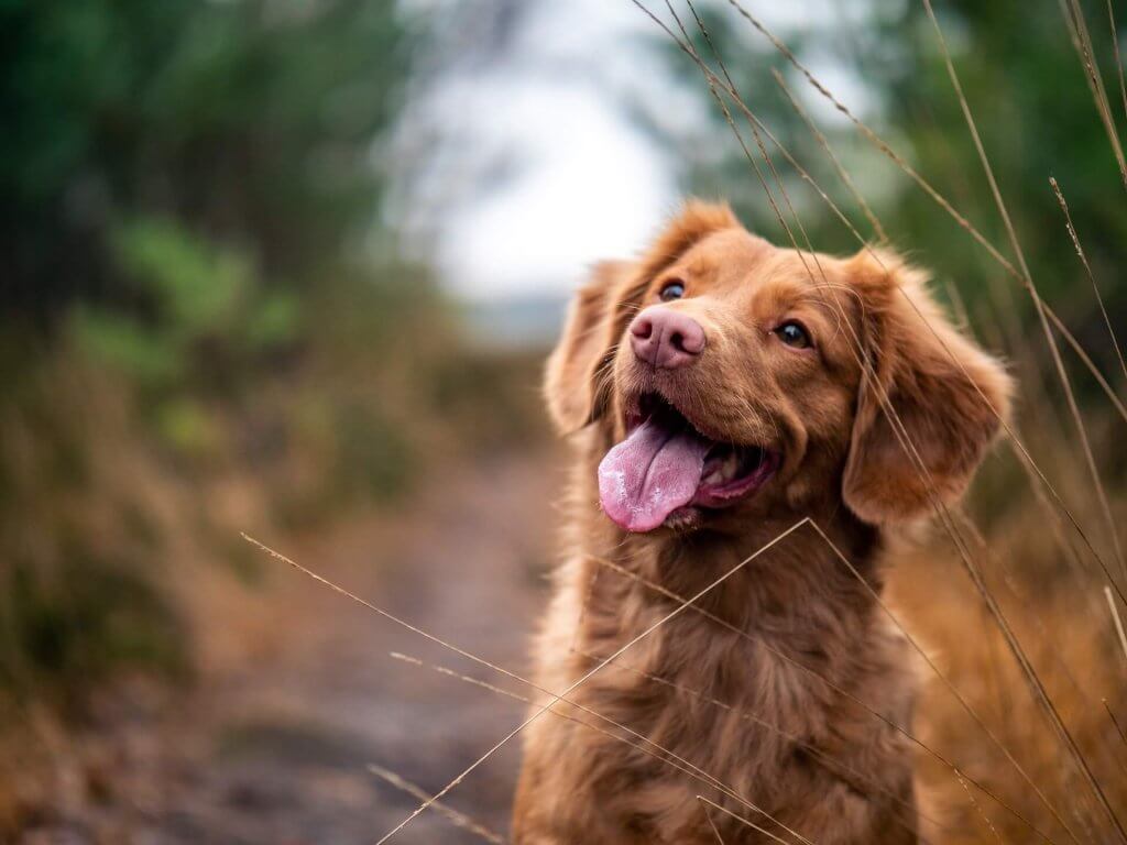 un cane marrone con la lingua fuori circondato dalla natura