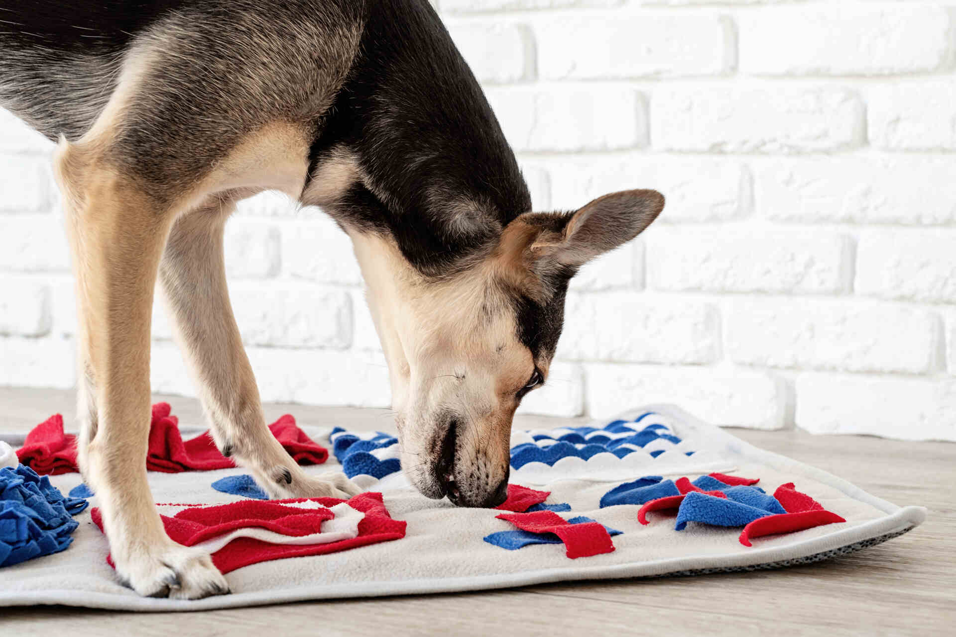 A dog sniffing at an interactive toy for hidden treats