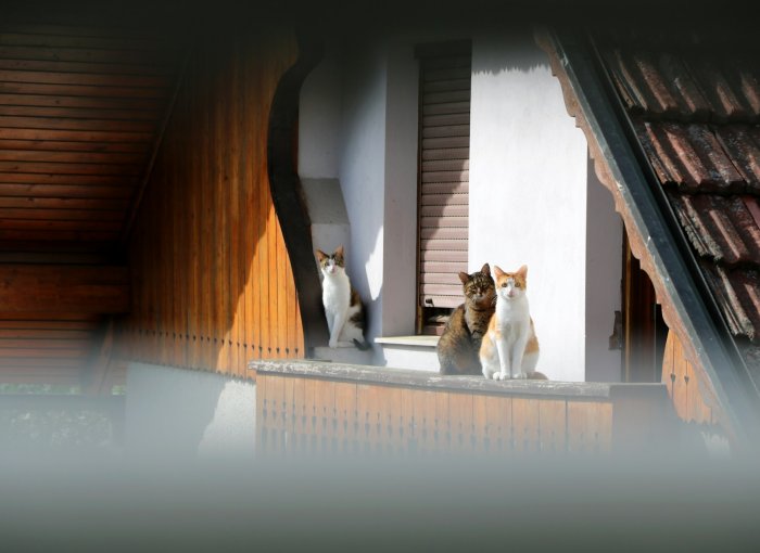 Three cats sitting on a balcony