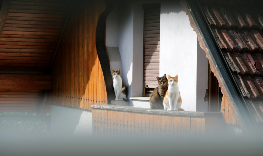 Three cats sitting on a balcony
