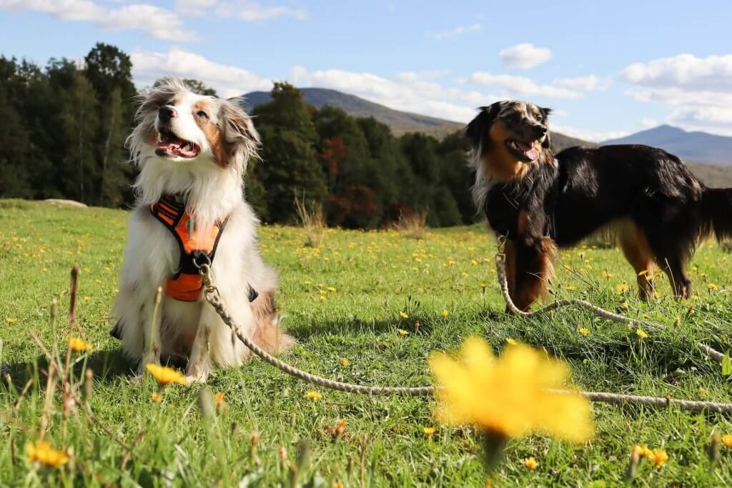 Zwei Hunde in einer Wiese in den Bergen