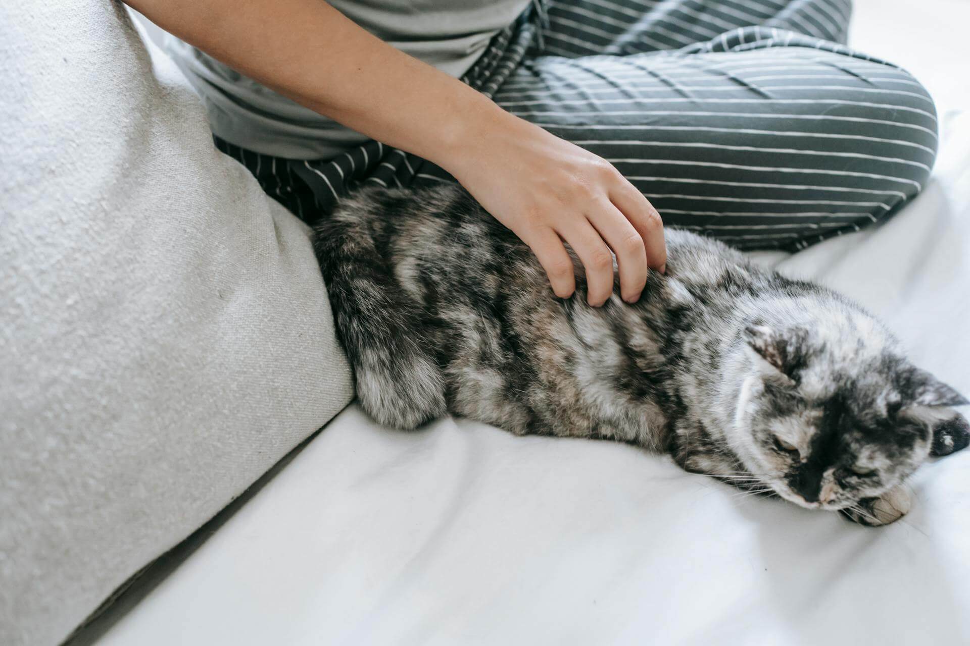 A cat lying in bed next to a woman