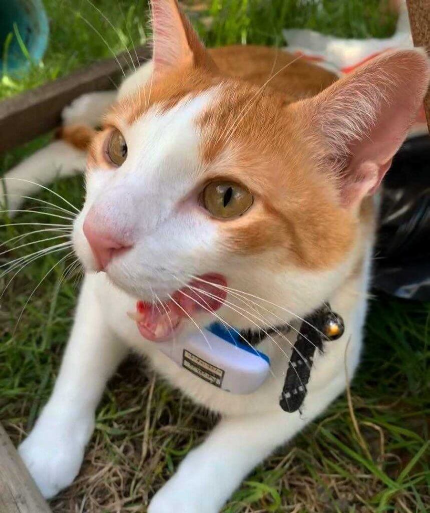 Orange-weiße Katze mit offenem Mund und Tractive GPS Tracker am Halsband