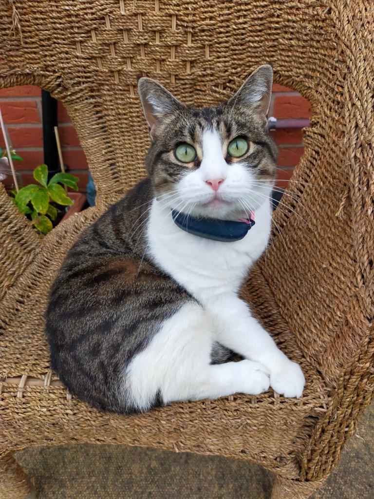 Katten Peggy som sitter på en stol utomhus med en katt-GPS