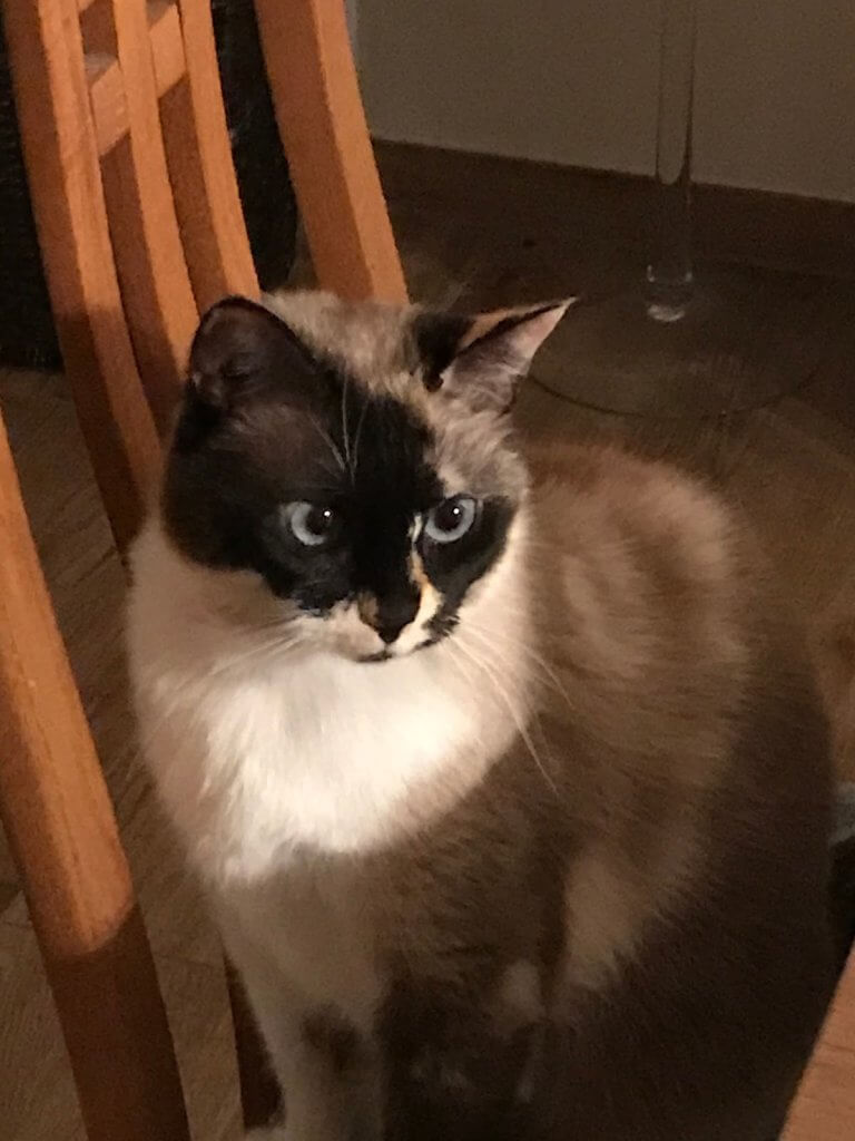 black and white cat sitting on a brown kitchen chair