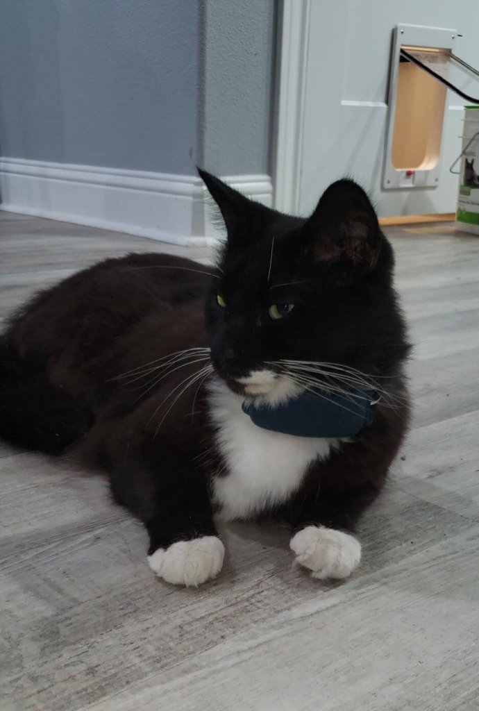 Schwarzweiße Katze liegt am Boden in einem Haus mit dem Tractive GPS CAT am Halsband