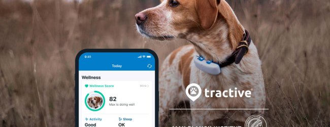 Hund mit Tracker am Halsband und Tractive GPS App Screenshot im Vordergrund