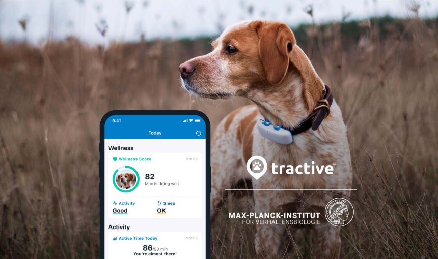 Hund mit Tracker am Halsband und Tractive GPS App Screenshot im Vordergrund