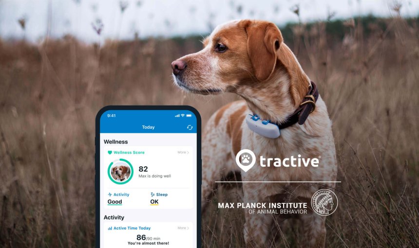 Dog with GPS tracker on collar standing in a field, screenshot of Tractive GPS app