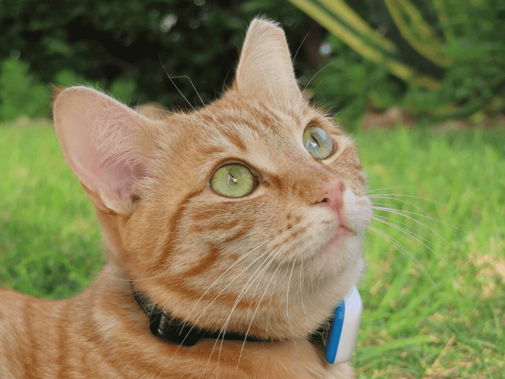 Primer plano de un gato naranja de ojos verdes mirando hacia arriba con GPS gatos blanco, hierba en la parte de atrás.