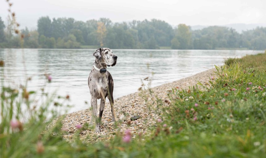 Een hond die een Tractive GPS & Gezondheidstracker draagt