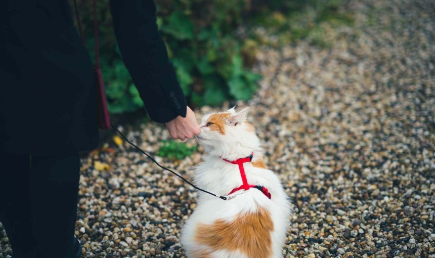Vit och orange katt med kattsele som går i koppel på promenad
