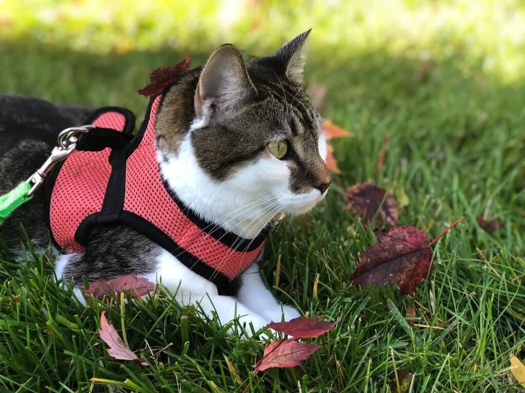 HOW TO  PUT HARNESS ON A CAT 