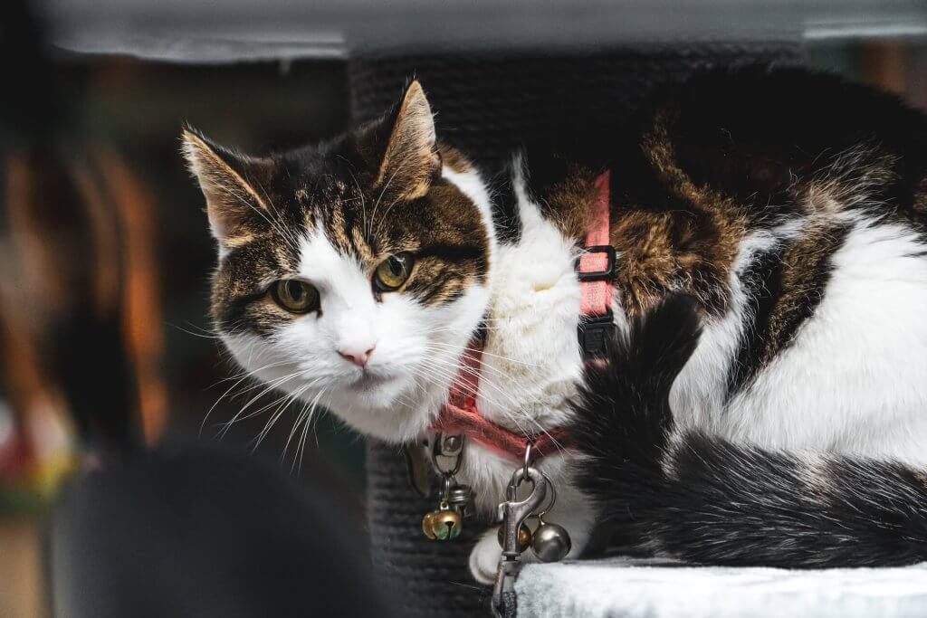 HOW TO  PUT HARNESS ON A CAT 