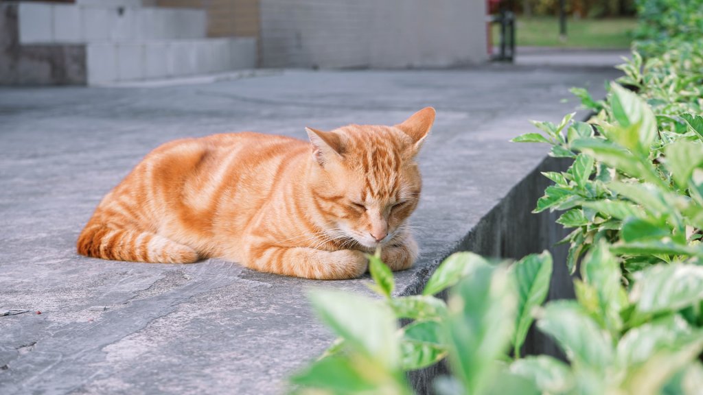 A cat sleeping by plants outdoors