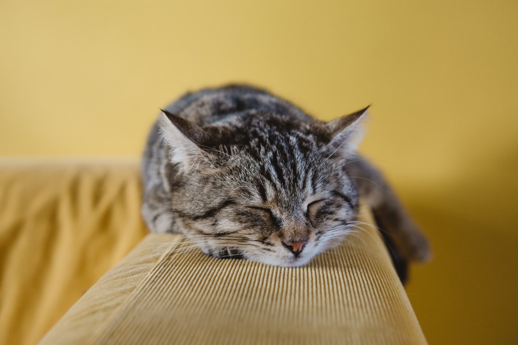 Een kat die in een monorailhouding slaapt