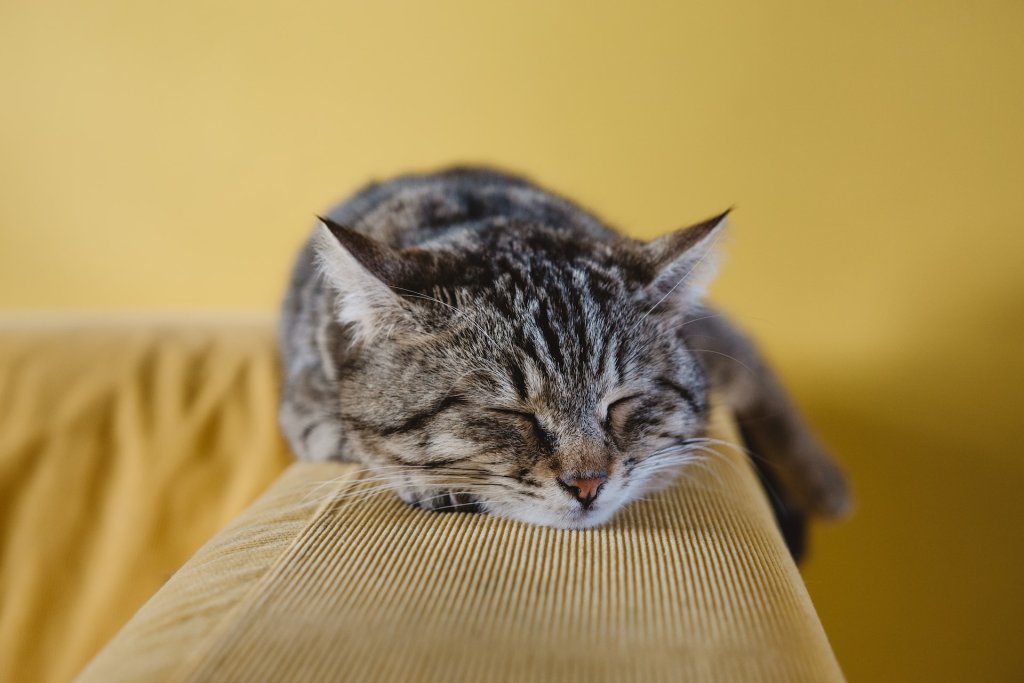 Katze schlafend in der Brust-Bauchlage