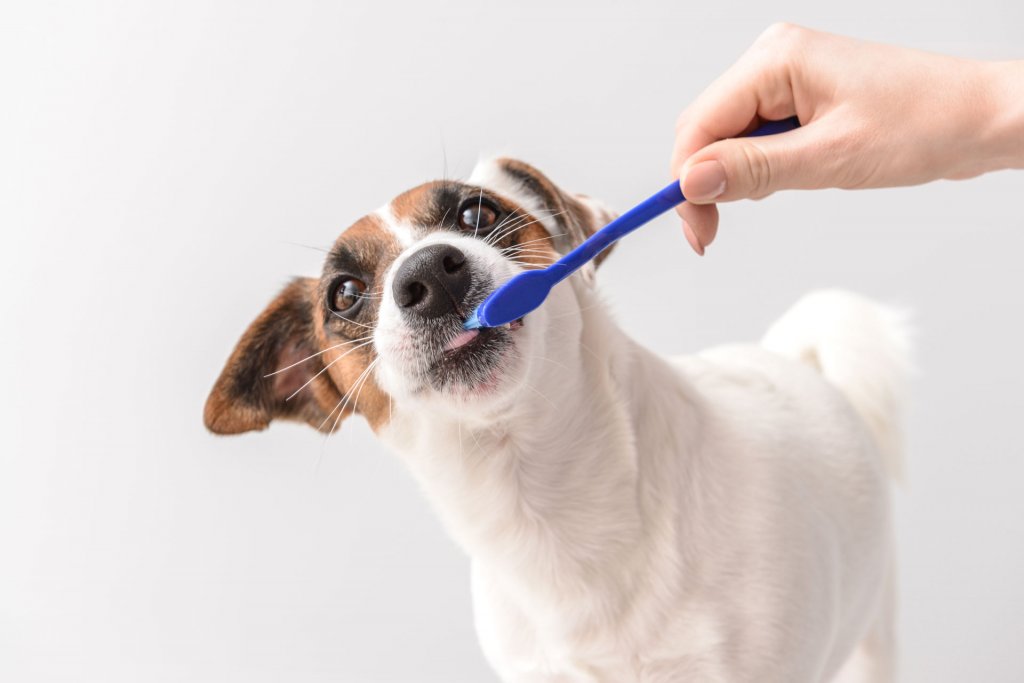 petit chien blanc et brun se faisant brosser les dents avec une brosse à dents bleue