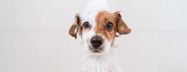 petit chien blanc et brun sortant du bain mouillé avec un chapeau de mousse