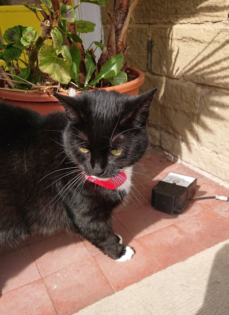 Schwarze Katze mit weißen Pfötchen draußen in der Sonne und rotem Halstuch