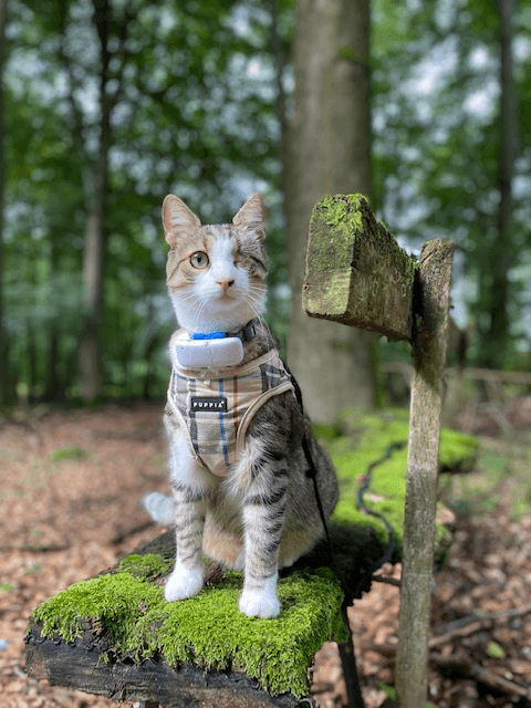 one eyed cat wearing harness and white GPS tracker sitting on a mossy bench outside in forest 
