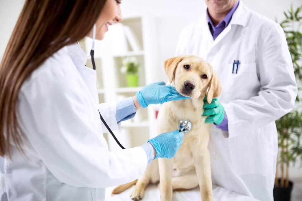 witte pup bij de dierenarts
