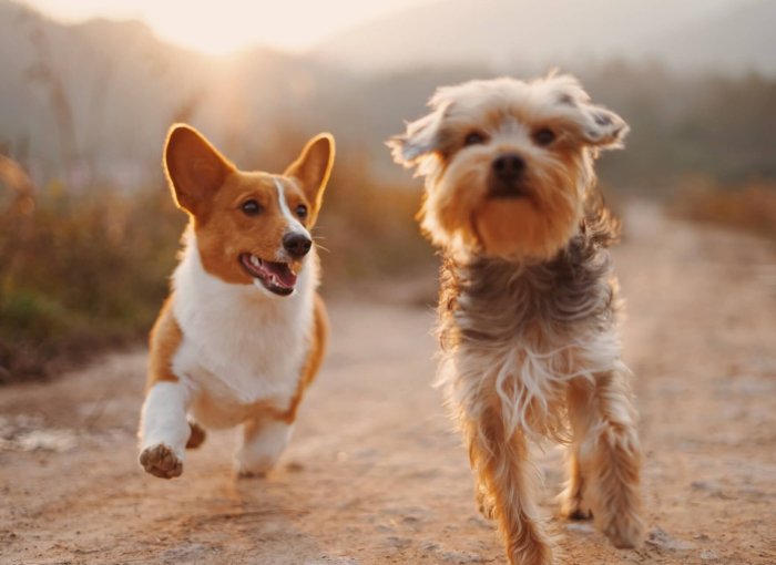 Dos perros corriendo