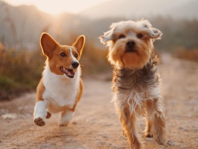 deux chiens courant sur un chemin au coucher du soleil