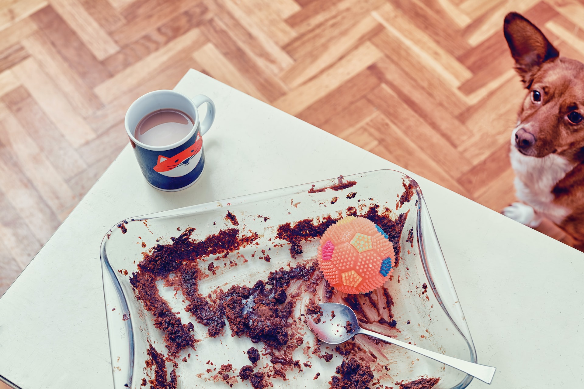 dog sitting on the floor looking up at an empty chocolate cake pan