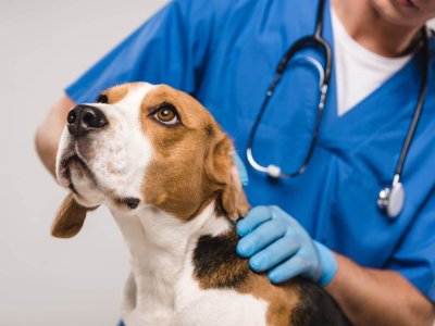 white and brown dog being checked by a vet